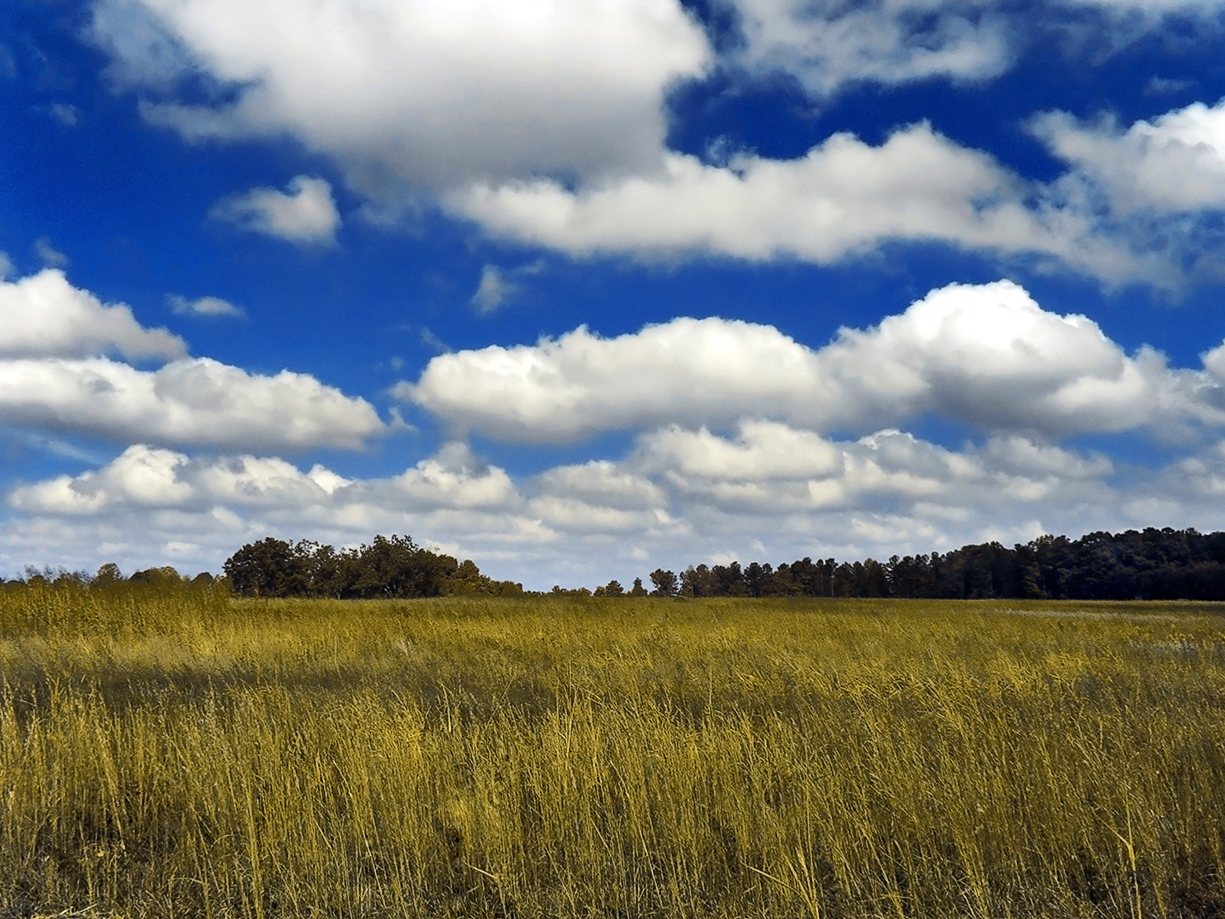 Witte stapelwolken met vlakke basis boven een weiland